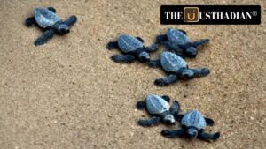 Olive Ridley Turtles: A Growing Crisis in Tamil Nadu’s Coastal Waters