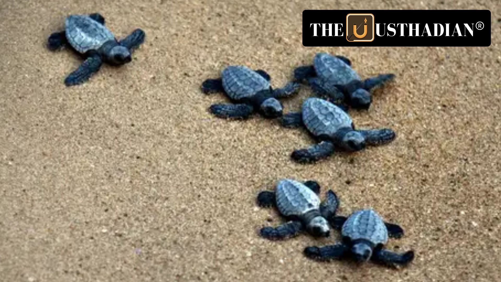 Olive Ridley Turtles: A Growing Crisis in Tamil Nadu’s Coastal Waters