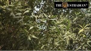 Tamil Nadu Bans Conocarpus: A Green Step for Safer Cities