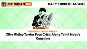 Olive Ridley Turtles Face Crisis Along Tamil Nadu’s Coastline