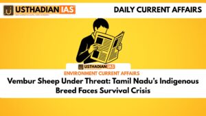 Vembur Sheep Under Threat: Tamil Nadu’s Indigenous Breed Faces Survival Crisis