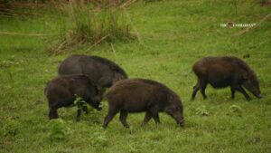Tamil Nadu’s New Wild Boar Culling Policy: Balancing Farmer Welfare and Wildlife Conservation