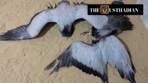 Avian Flu Hits Rajasthan: Migratory Cranes and Endangered Species at Risk