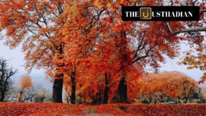 Geo-Tagging Chinar Trees: Kashmir’s Green Giants Get a Digital Identity