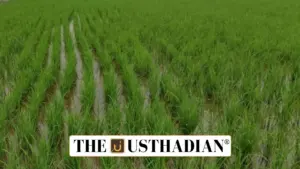 Cabinet Approves Hike in MSP for 14 Kharif Crops for 2025–26