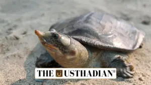 Nagshankar Temple in Assam now becomes a Sacred Sanctuary for Turtle Conservation