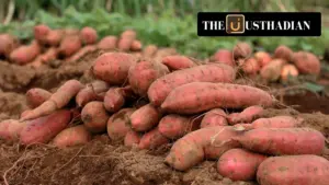 Orange-Fleshed Sweet Potato to Boost Tribal Nutrition in India