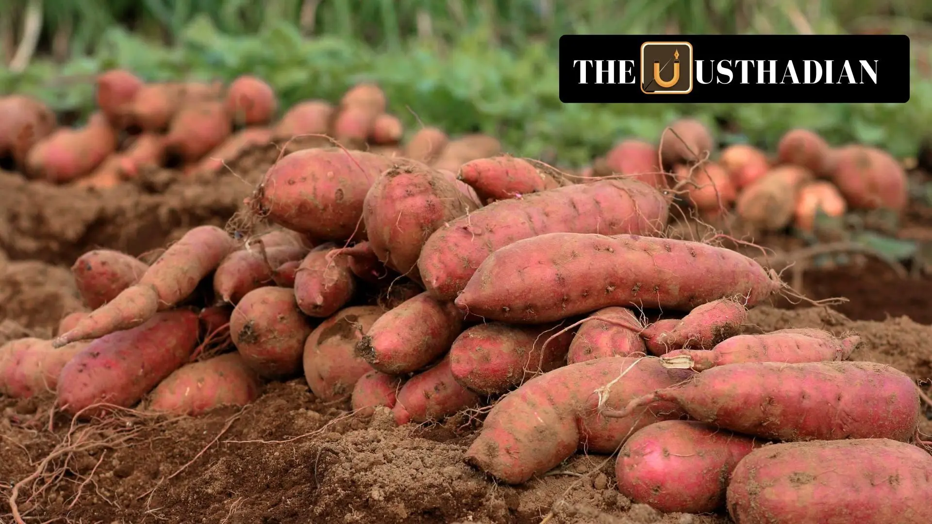 Orange-Fleshed Sweet Potato to Boost Tribal Nutrition in India