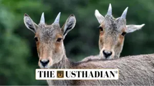 Nilgiri Tahr Census 2025: Conservation Efforts for Tamil Nadu's State Animal