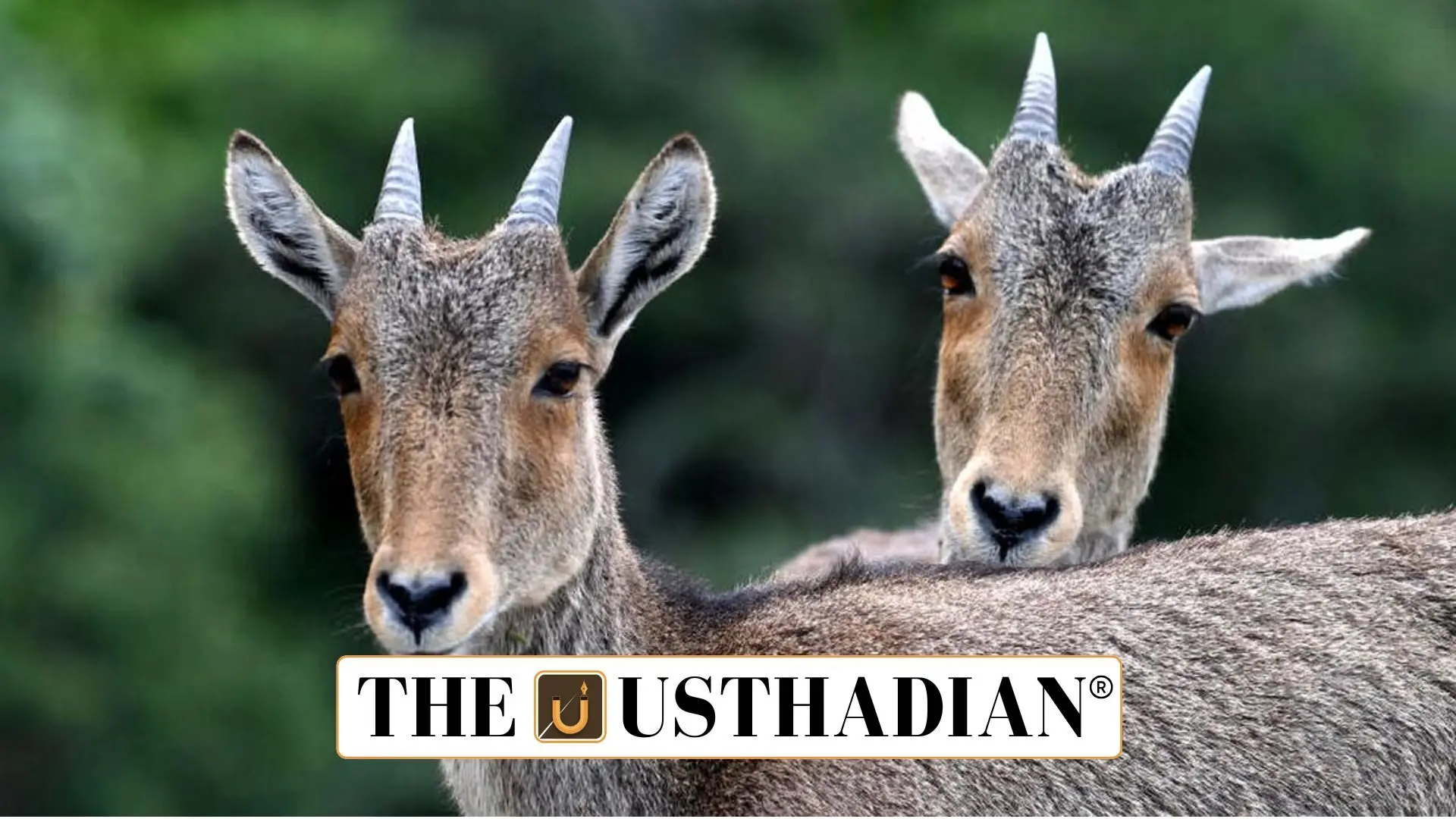Nilgiri Tahr Census 2025: Conservation Efforts for Tamil Nadu's State Animal