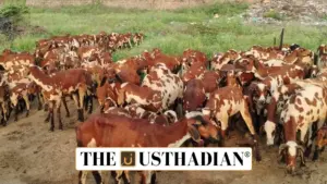 Vembur Sheep Under Threat: Tamil Nadu’s Indigenous Breed Faces Survival Crisis