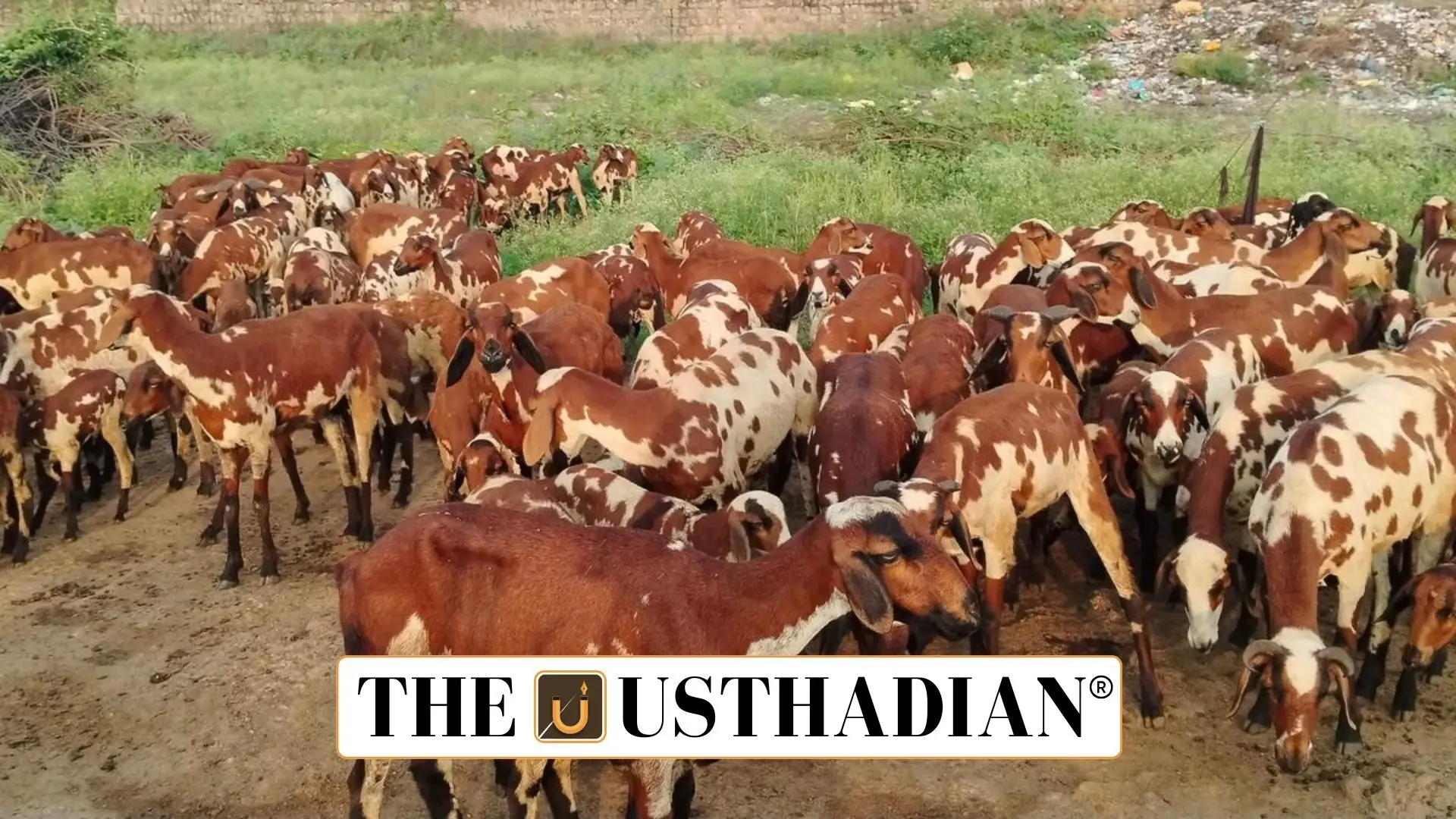 Vembur Sheep Under Threat: Tamil Nadu’s Indigenous Breed Faces Survival Crisis
