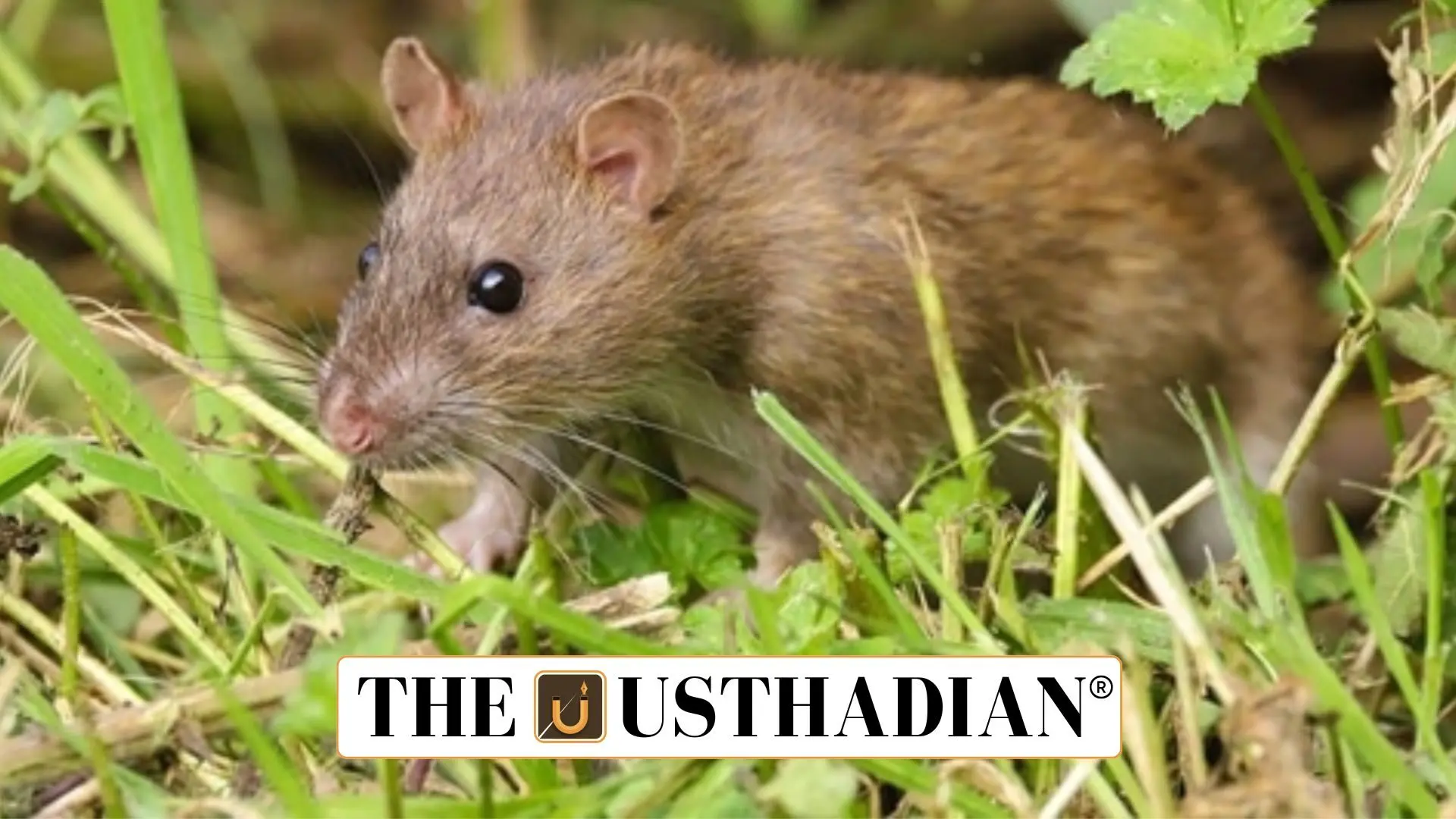 Black Rats Identified as Key Hantavirus Carriers in Rural Madagascar