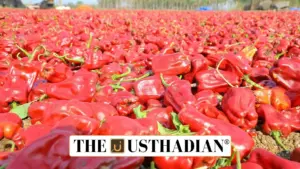 Virudhunagar Samba Vathal Chilli Gets GI Tag Recognition