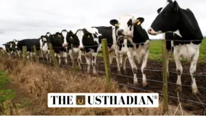TANUVAS Grand: Methane-Reducing Feed Supplement for Cattle Distributed Under TNIAMP