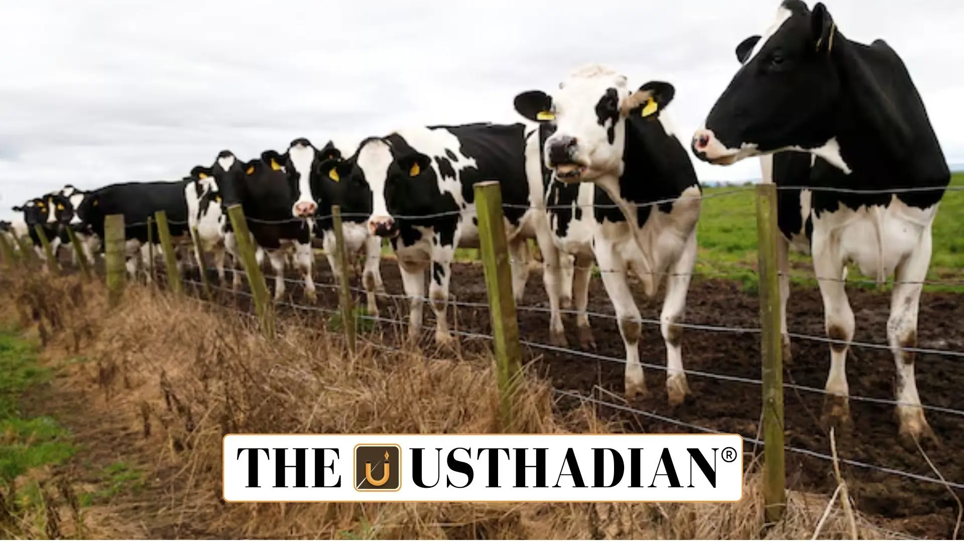 TANUVAS Grand: Methane-Reducing Feed Supplement for Cattle Distributed Under TNIAMP