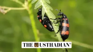 Six New Beetle Species Discovered by ZSI in India