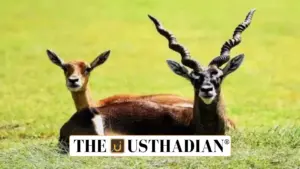 Blackbuck Numbers Rise in Chennai’s Guindy National Park, Signalling Hope for Urban Wildlife