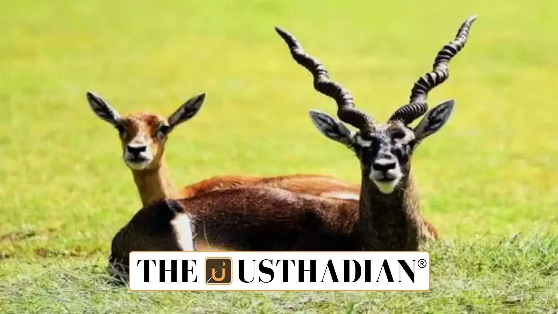 Blackbuck Numbers Rise in Chennai’s Guindy National Park, Signalling Hope for Urban Wildlife