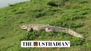 Tamil Nadu Steps Up Mugger Crocodile Mapping to Reduce Human-Wildlife Conflicts