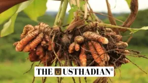 IISR Surya: A Game-Changer Turmeric Variety for Indian Farmers and Global Markets