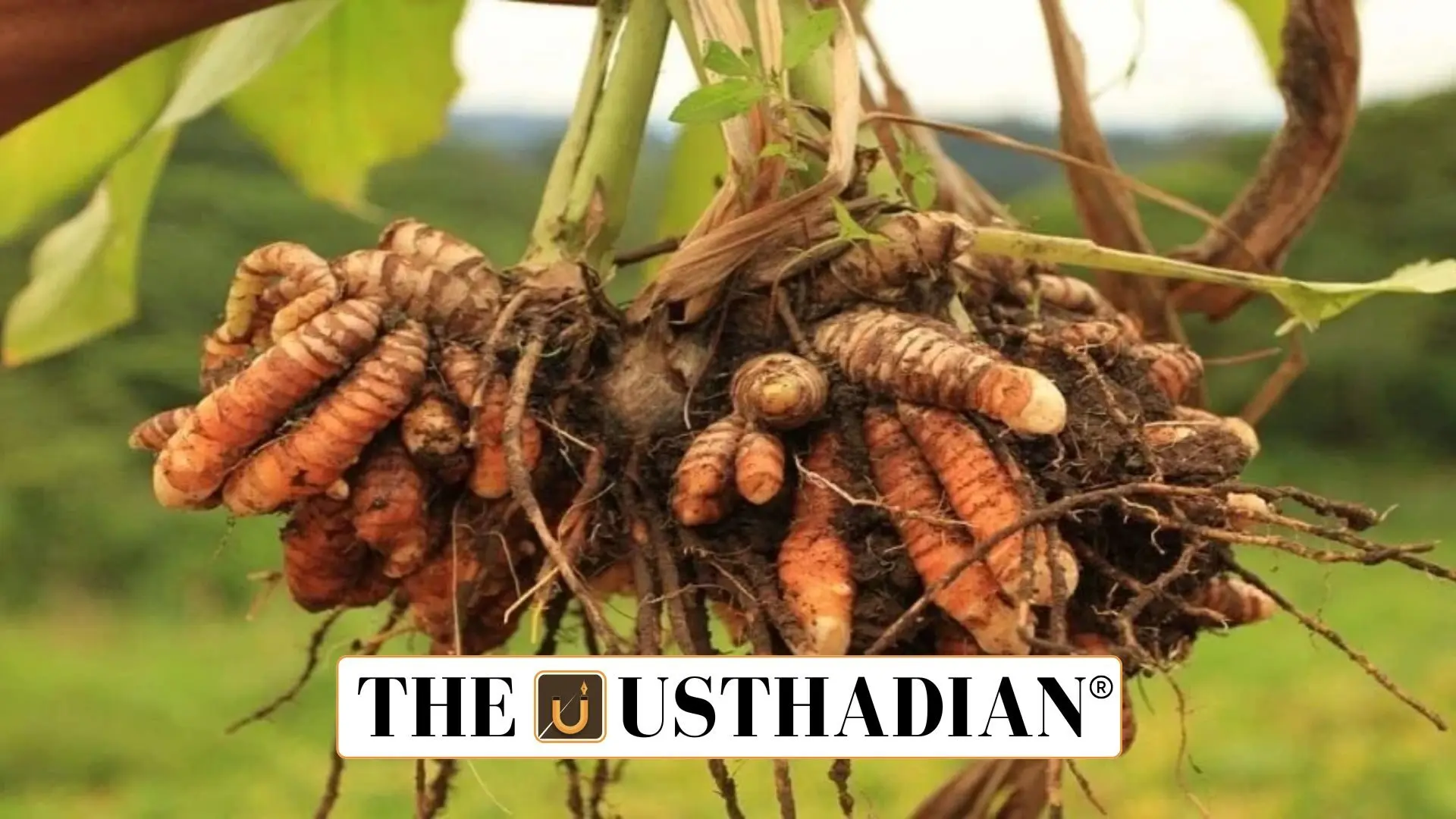 IISR Surya: A Game-Changer Turmeric Variety for Indian Farmers and Global Markets