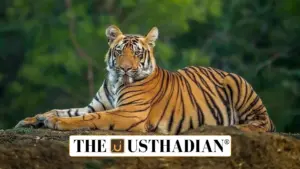 India to Host International Big Cat Alliance Headquarters: A Global Step for Conservation