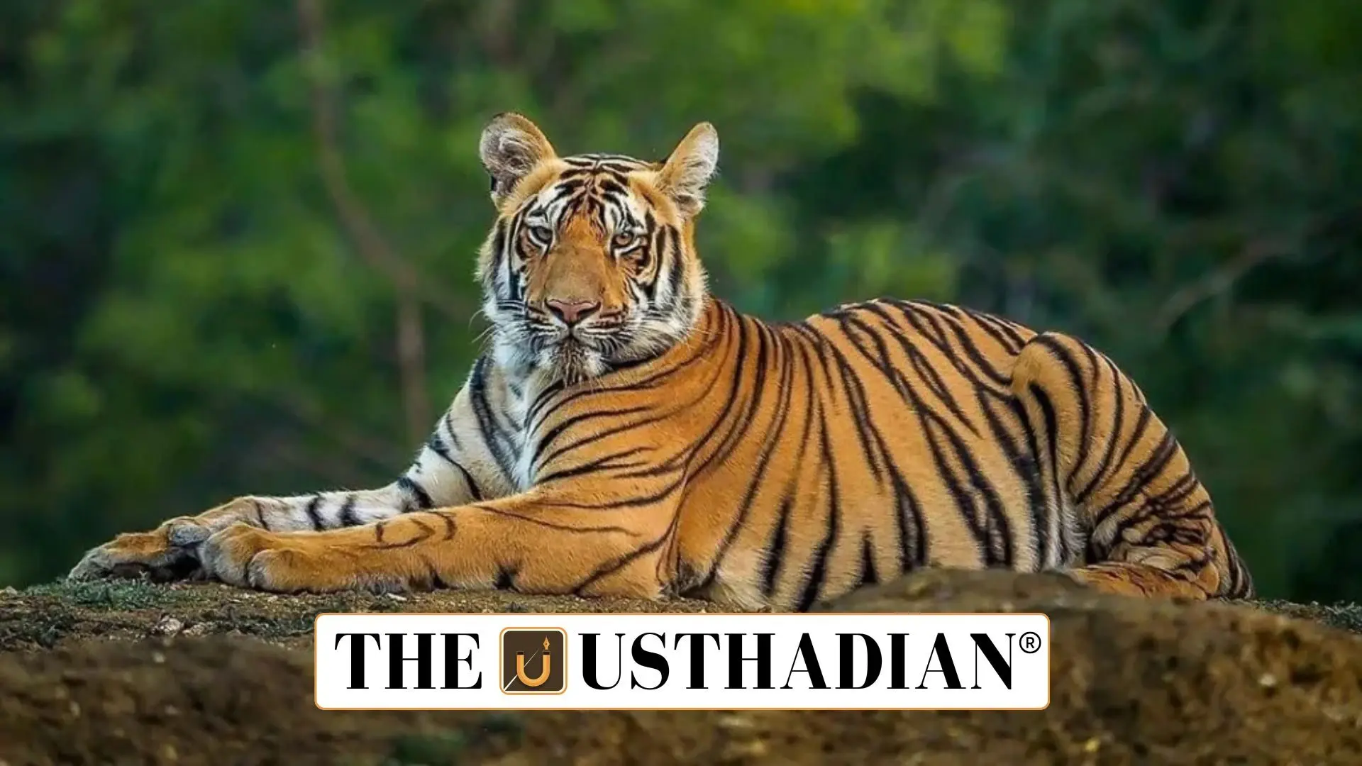 India to Host International Big Cat Alliance Headquarters: A Global Step for Conservation