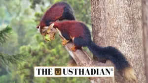 Tamil Nadu Launches Study to Protect the Grizzled Giant Squirrel