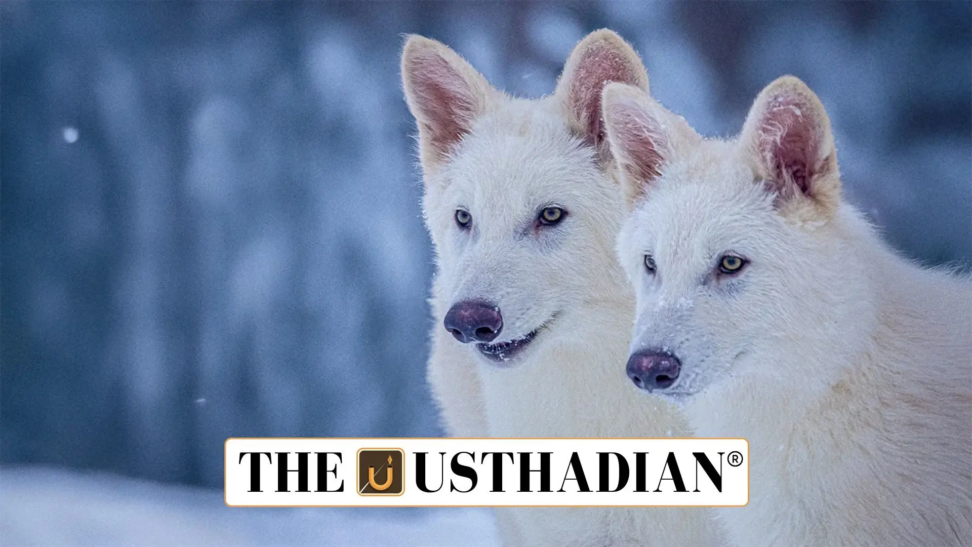 Scientists Revive Extinct Dire Wolf Using Gene Editing in Landmark Breakthrough