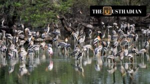 Tamil Nadu Adds Two More Ramsar Sites, Retains National Lead in Wetland Conservation