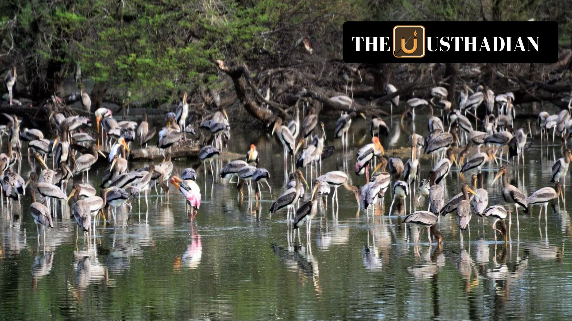 Tamil Nadu Adds Two More Ramsar Sites, Retains National Lead in Wetland Conservation