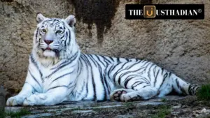 India’s First White Tiger Breeding Centre Approved in Madhya Pradesh