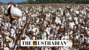 National ELS Cotton Drive: Raising Fibre Standards and Farmers’ Incomes