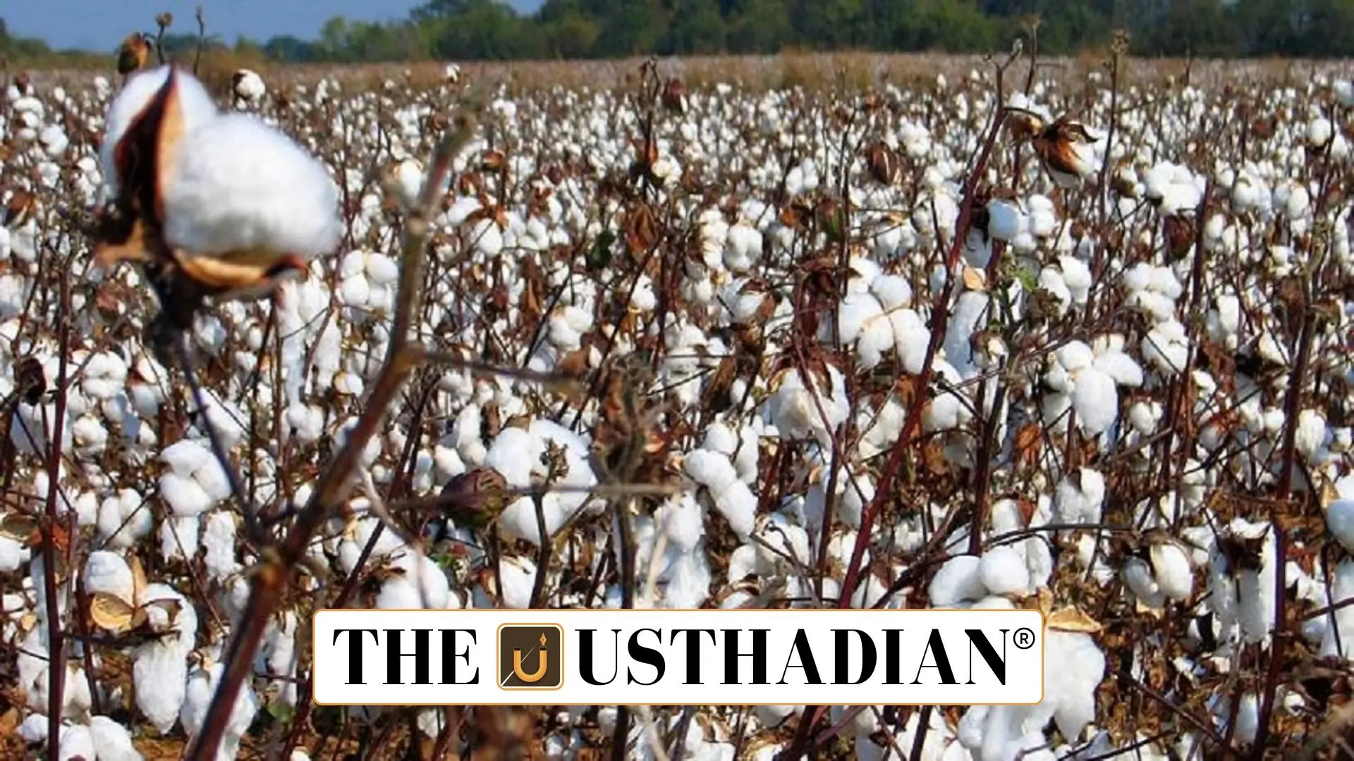 National ELS Cotton Drive: Raising Fibre Standards and Farmers’ Incomes