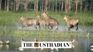 Haryana’s Nilgai Culling Policy Triggers Ethical and Environmental Concerns