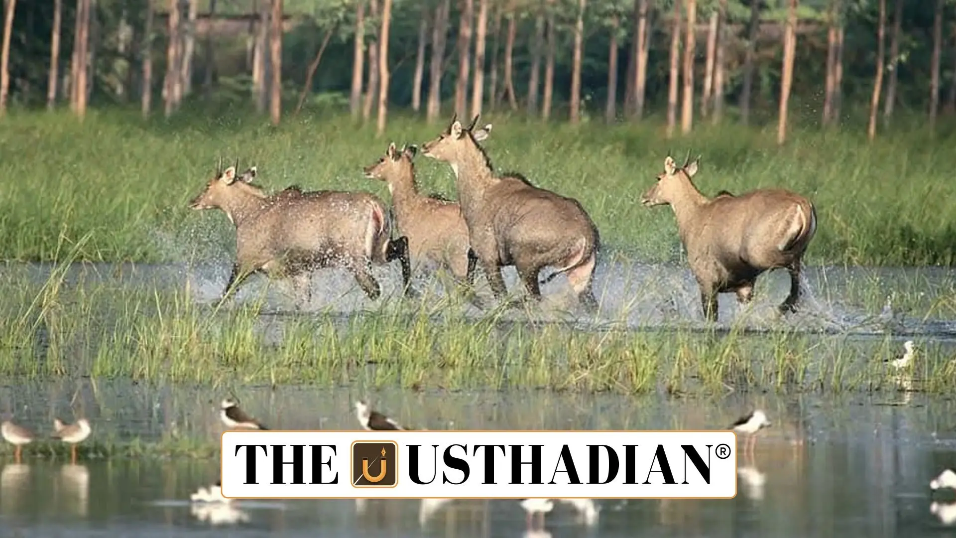 Haryana’s Nilgai Culling Policy Triggers Ethical and Environmental Concerns