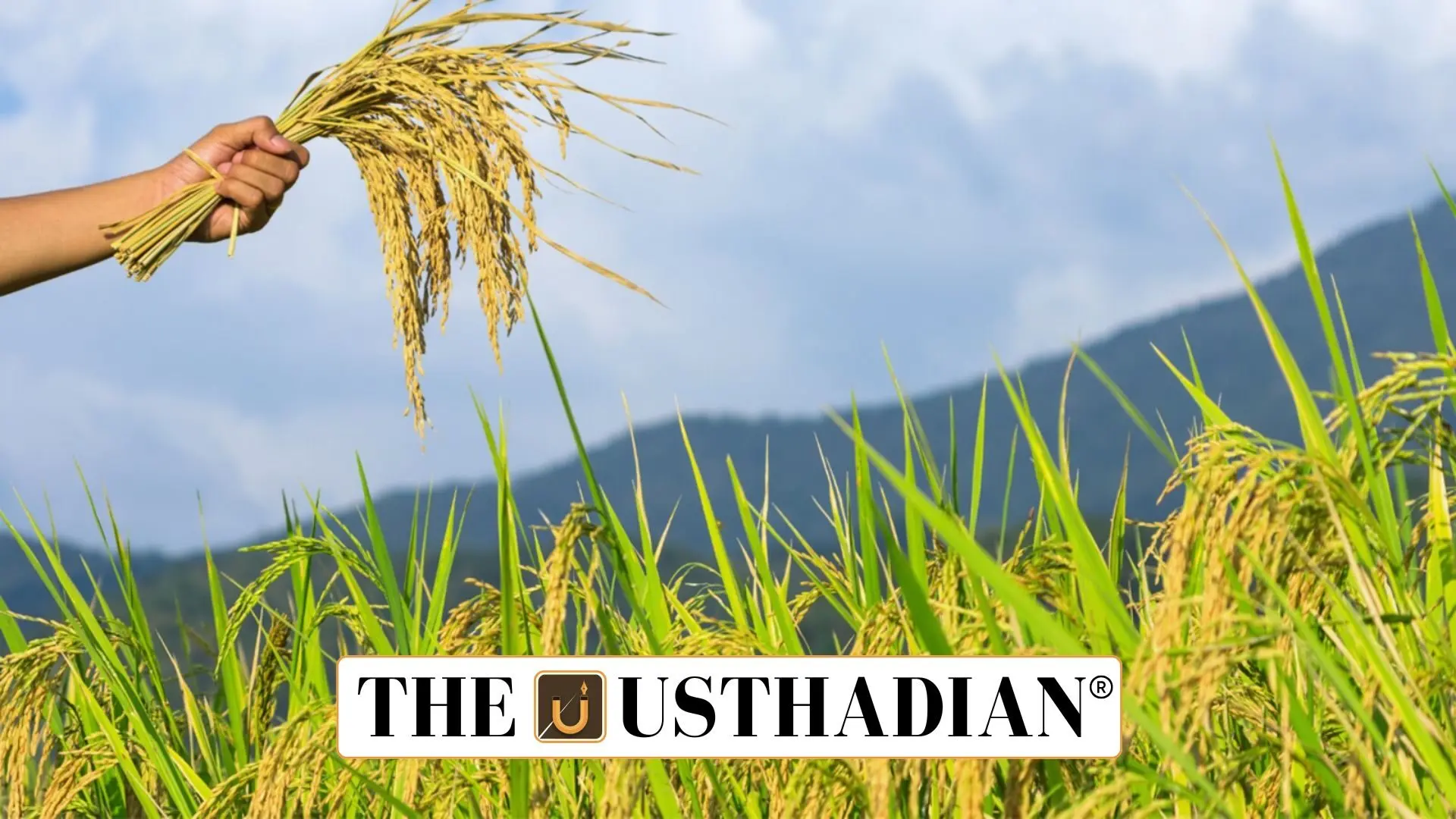 Pradhan Mantri Fasal Bima Yojana Completes Nine Years: A Lifeline for Indian Farmers