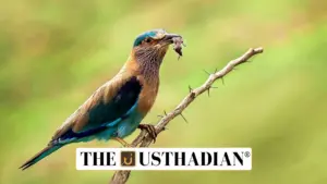 Bengal Leads India in Bird Count for Third Consecutive Year