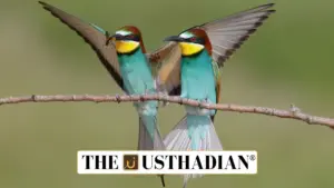 First-Ever Breeding of Blue-Cheeked Bee-Eater Recorded in Tamil Nadu