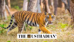 Soliga Tribe’s Contribution to Tiger Protection at BRT Reserve Gains National Recognition
