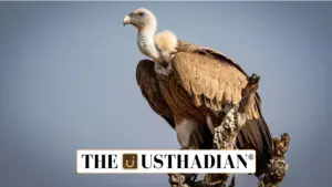 Madhya Pradesh Leads India in Vulture Conservation with Record Population in 2025