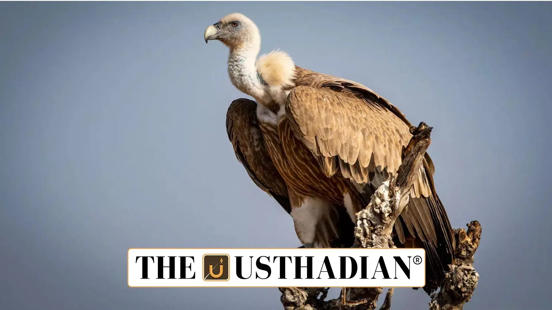 Madhya Pradesh Leads India in Vulture Conservation with Record Population in 2025