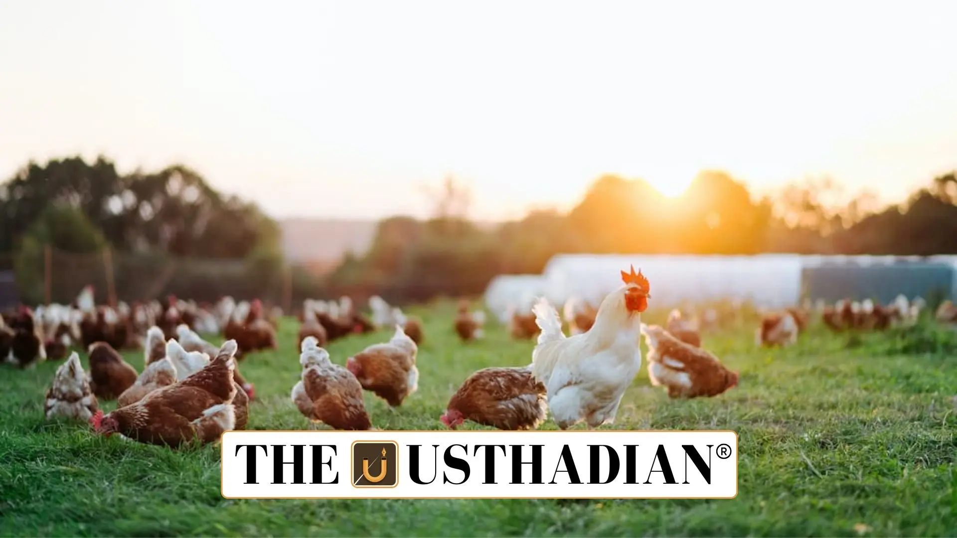 Ranikhet Disease Outbreak Strikes Poultry Farms in Haryana