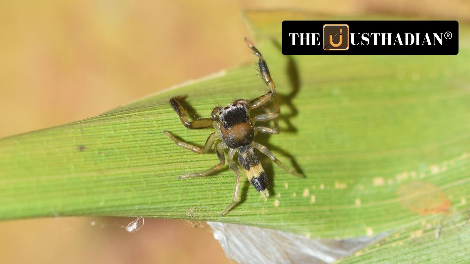 Four New Tarantula Species Discovered in Western Ghats: Why It Matters More Than Ever