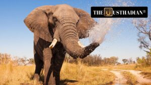 Male Elephant Returns to Namdapha After 12 Years, Sparking Conservation Hope