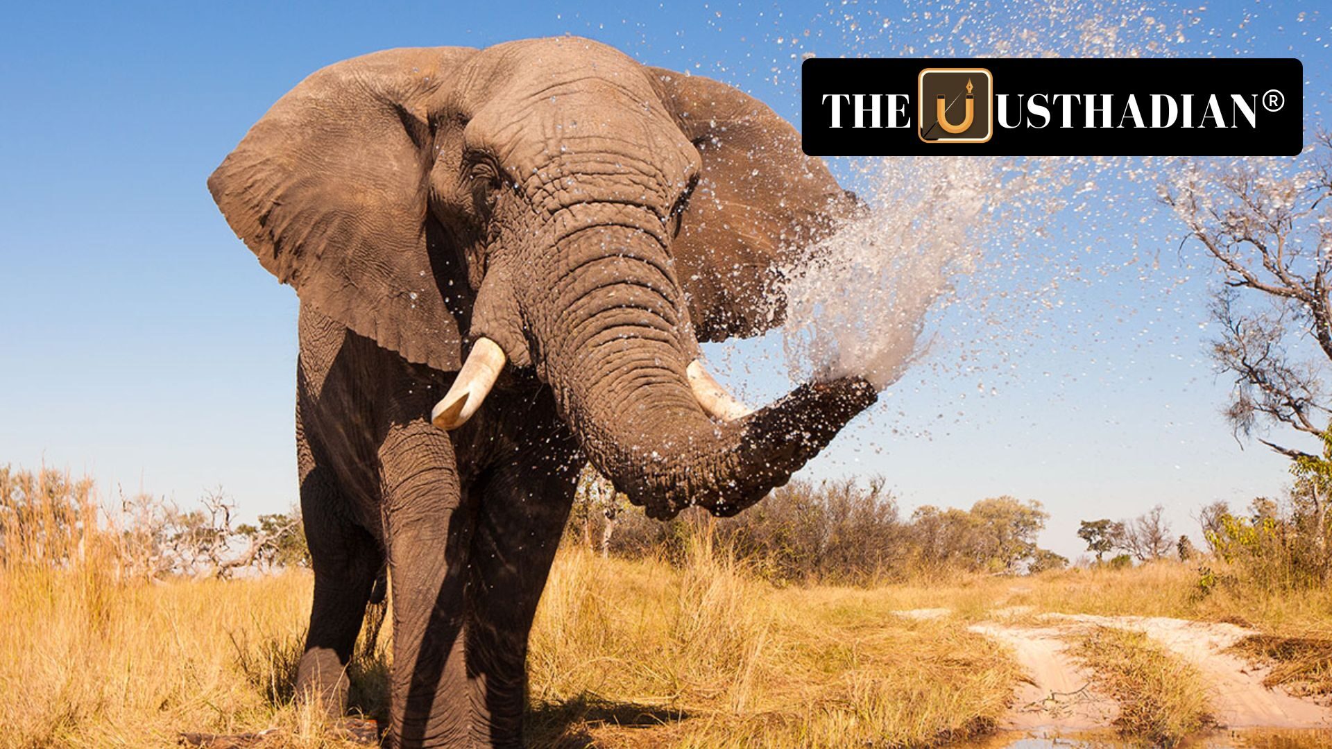 Male Elephant Returns to Namdapha After 12 Years, Sparking Conservation Hope