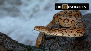 Snakebite Deaths in India: The Silent Public Health Crisis
