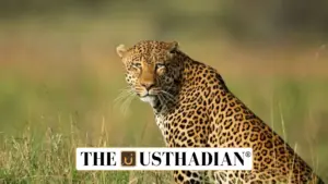 Bengaluru Becomes India’s Leopard Capital
