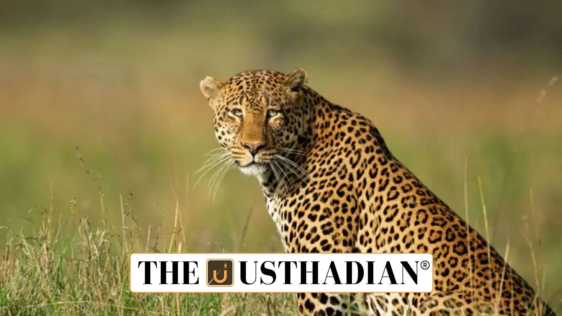 Bengaluru Becomes India’s Leopard Capital